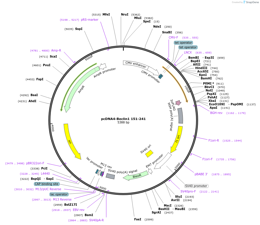 24390-plasmid-map-sequence-id-156195