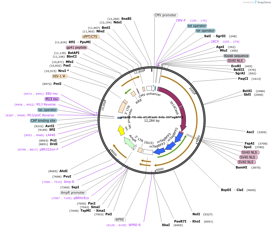 64512-plasmid-map-sequence-id-156208