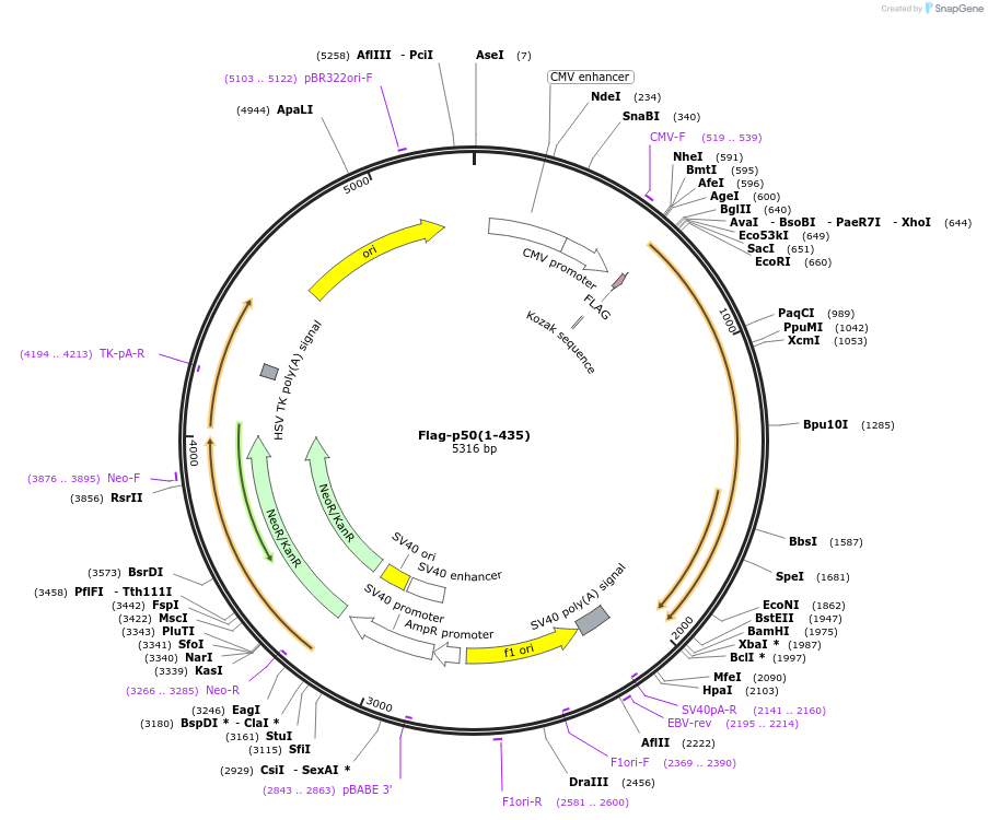 44747-plasmid-map-sequence-id-156218