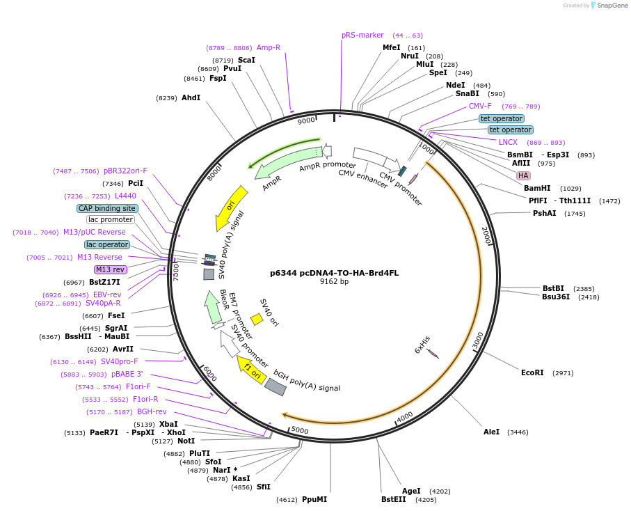 31351-plasmid-map-sequence-id-156241