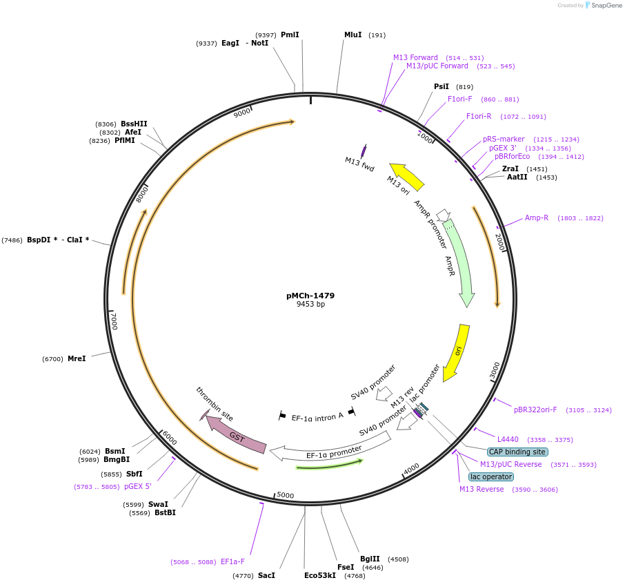82425-plasmid-map-sequence-id-156246