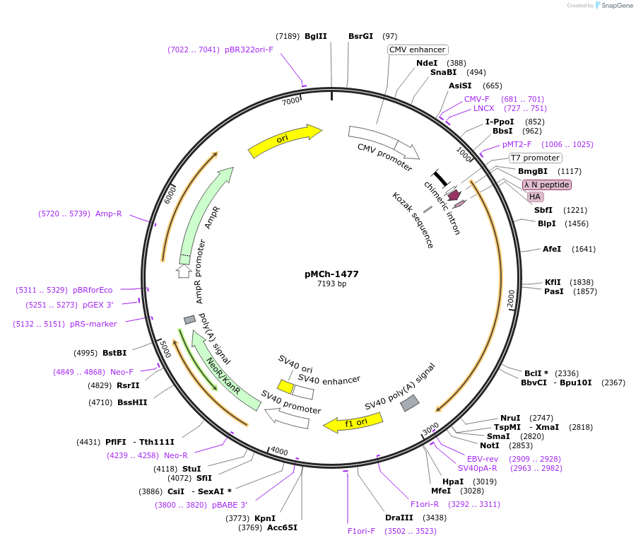 82423-plasmid-map-sequence-id-156255