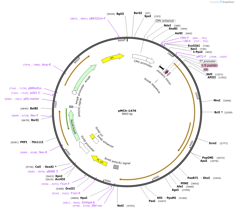 82422-plasmid-map-sequence-id-156258