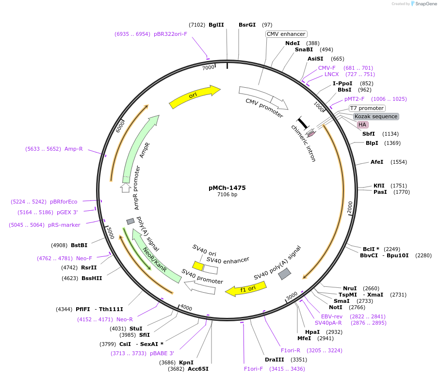 82421-plasmid-map-sequence-id-156262