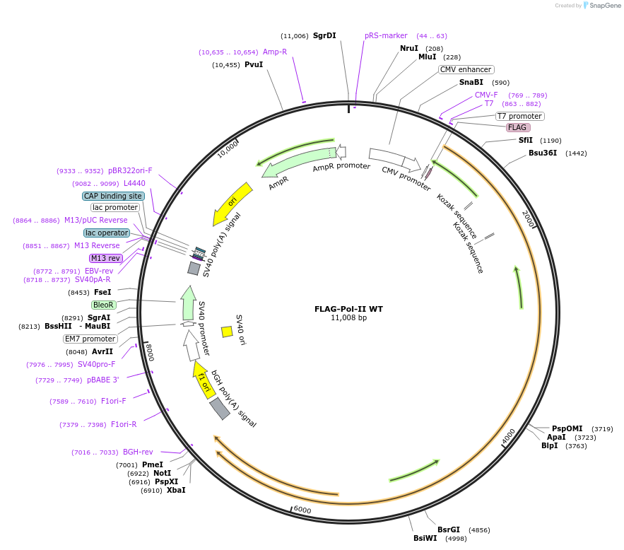 35175-plasmid-map-sequence-id-156263