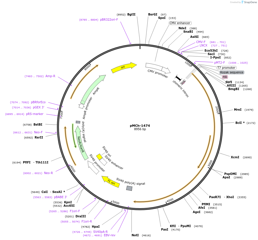 82420-plasmid-map-sequence-id-156264