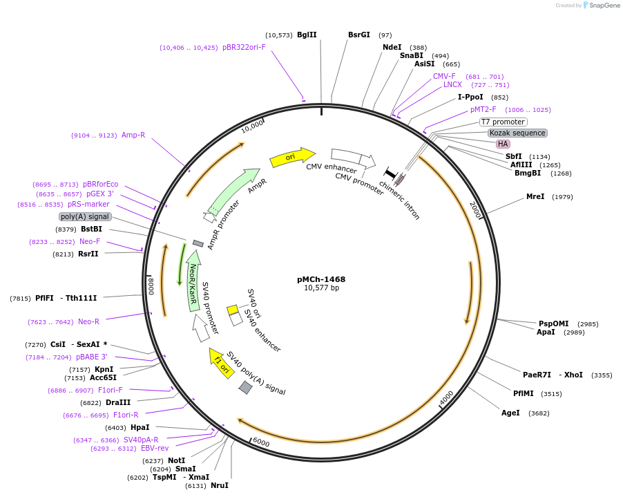 82418-plasmid-map-sequence-id-156271