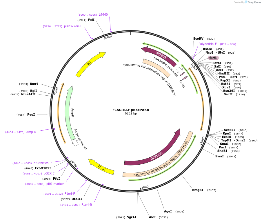 15323-plasmid-map-sequence-id-156274