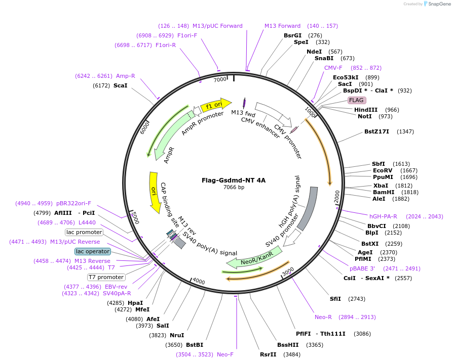 80952-plasmid-map-sequence-id-156315