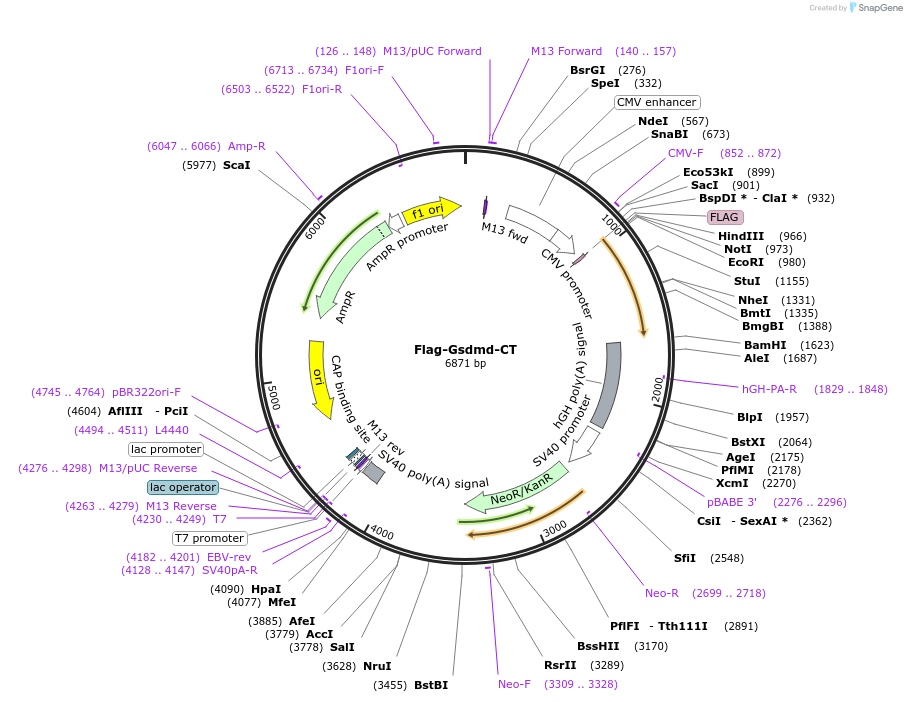 80953-plasmid-map-sequence-id-156318