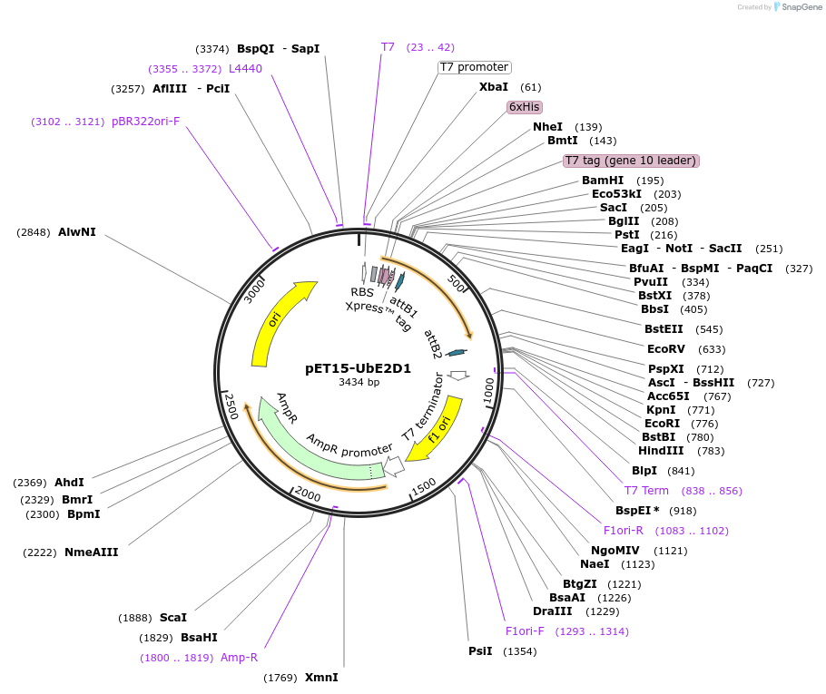 15782-plasmid-map-sequence-id-156320
