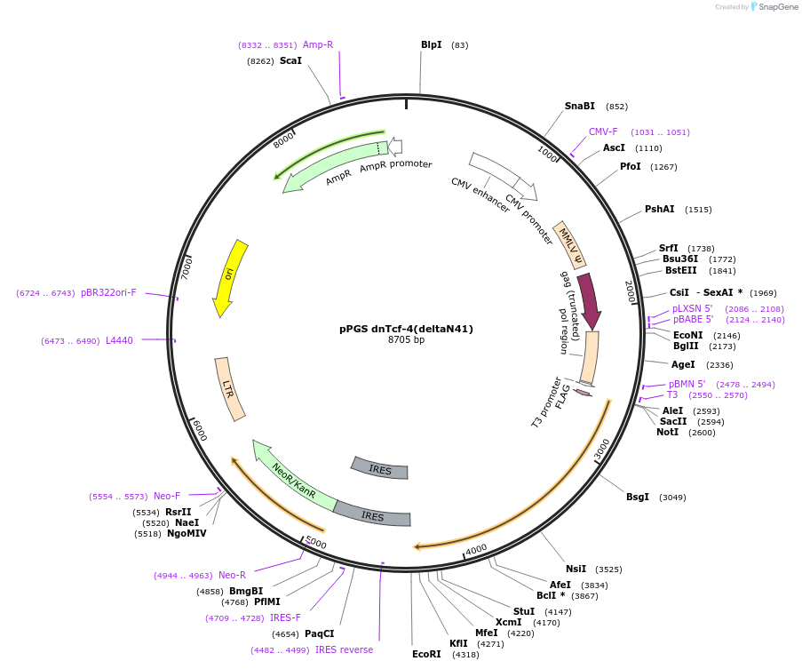19284-plasmid-map-sequence-id-156322