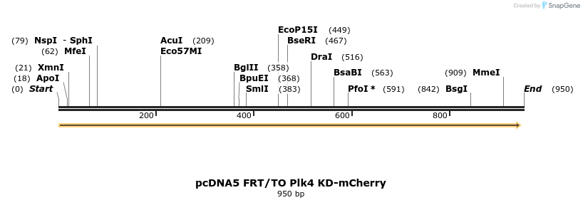 156331_map
