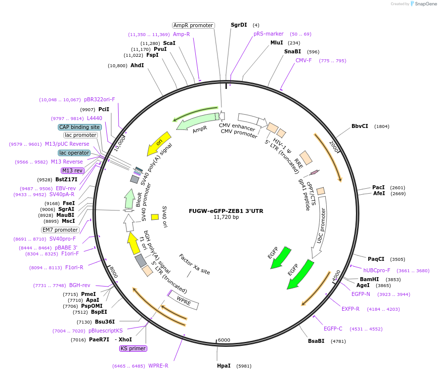 81018-plasmid-map-sequence-id-156350