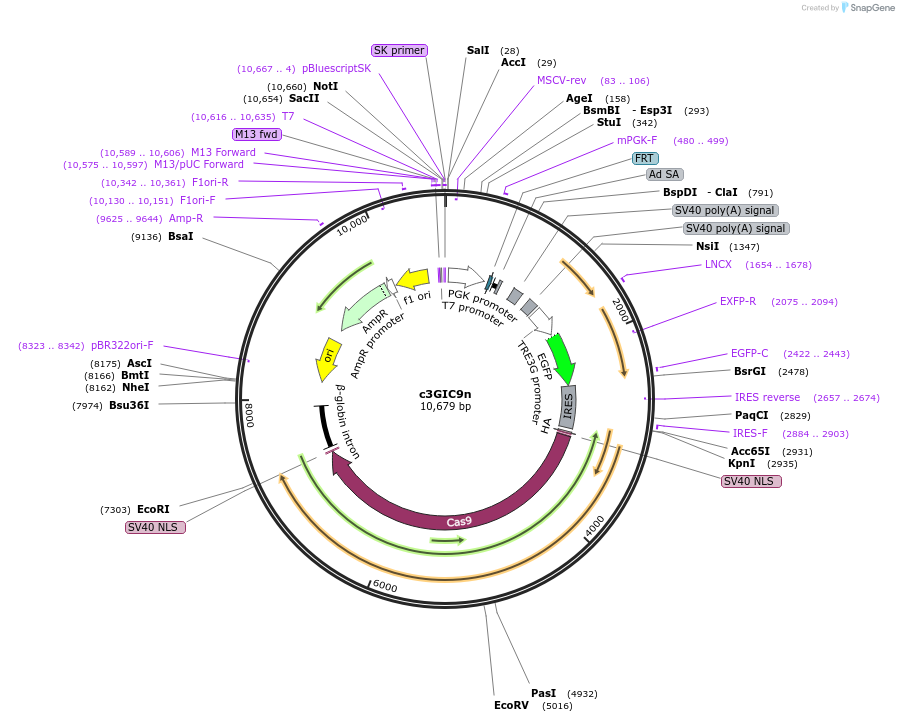 62192-plasmid-map-sequence-id-156364