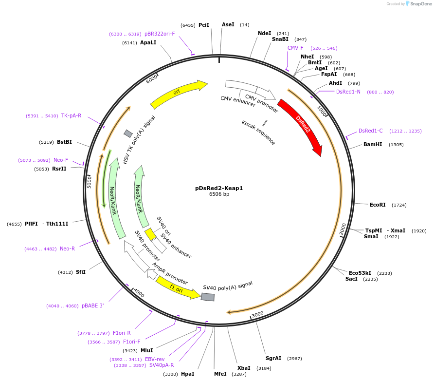 21551-plasmid-map-sequence-id-156377
