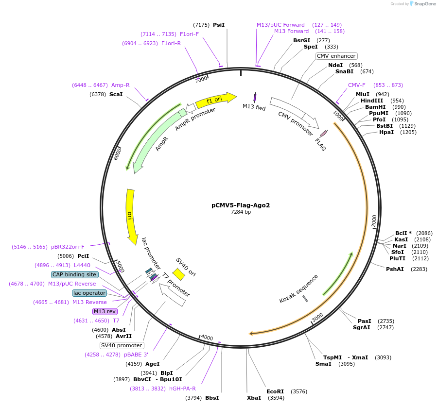 72207-plasmid-map-sequence-id-156379