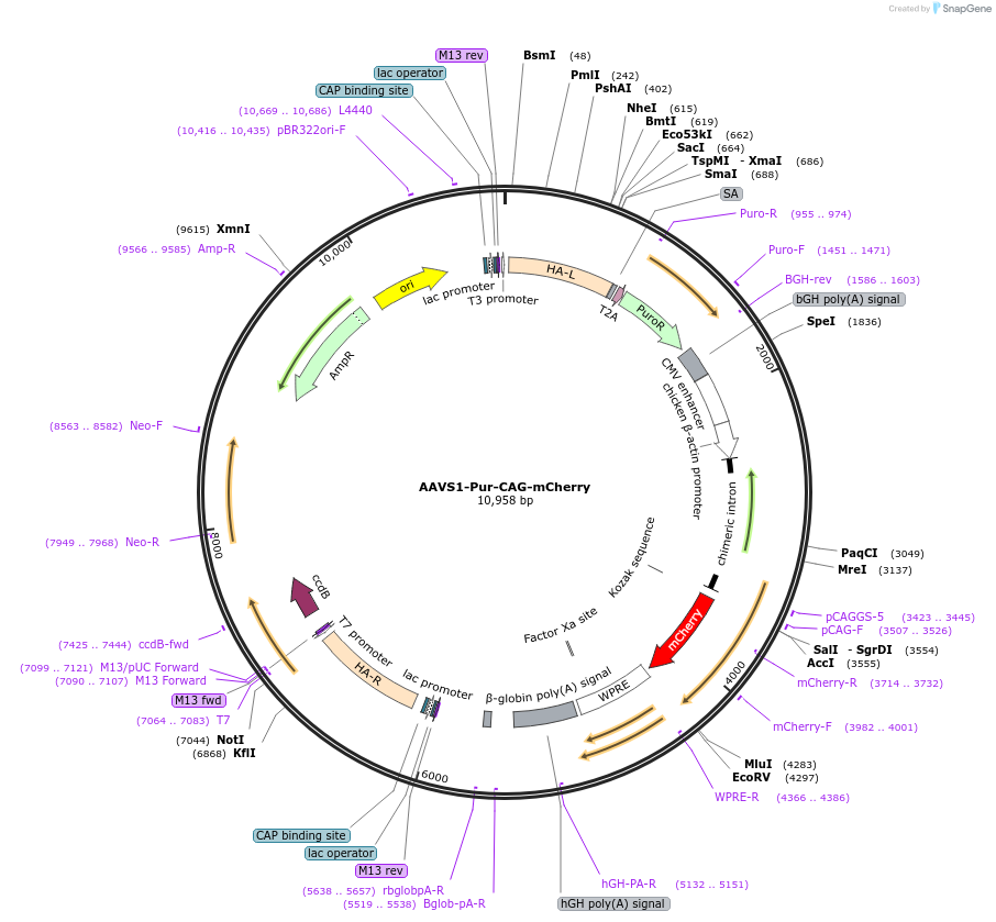 80946-plasmid-map-sequence-id-156394