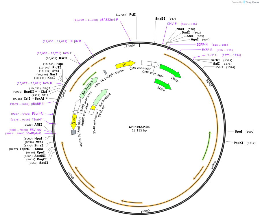44396-plasmid-map-sequence-id-156417