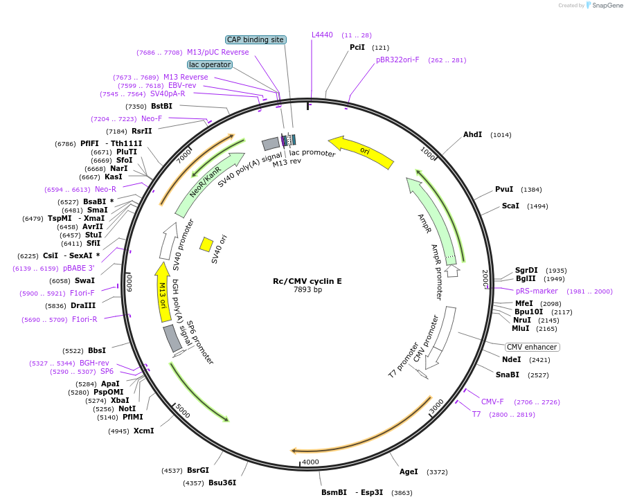 8963-plasmid-map-sequence-id-156475