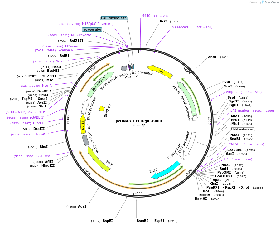 13572-plasmid-map-sequence-id-156490