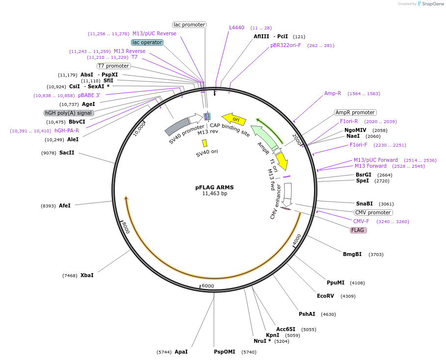 24086-plasmid-map-sequence-id-156494
