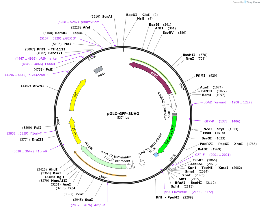 82501-plasmid-map-sequence-id-156568