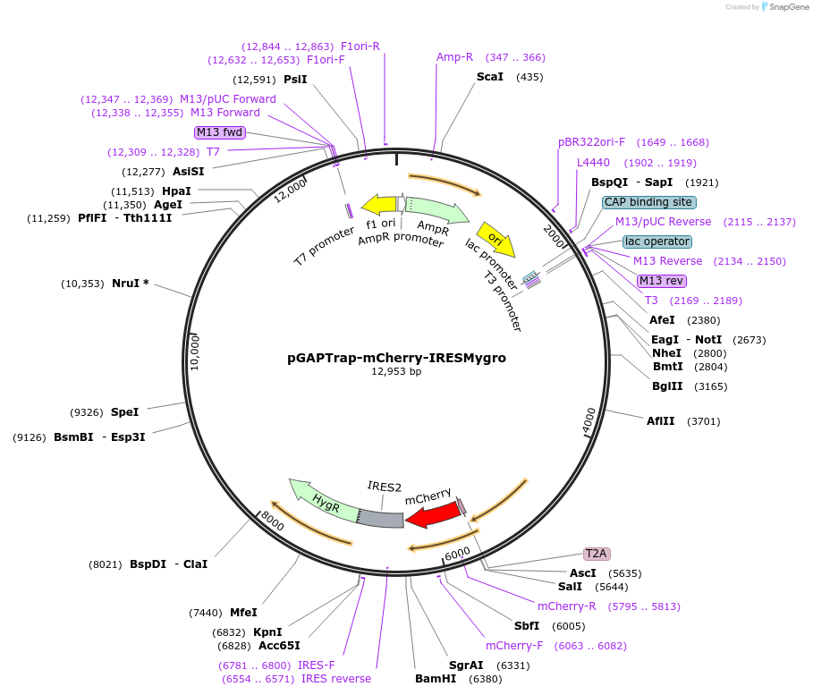 82505-plasmid-map-sequence-id-156572