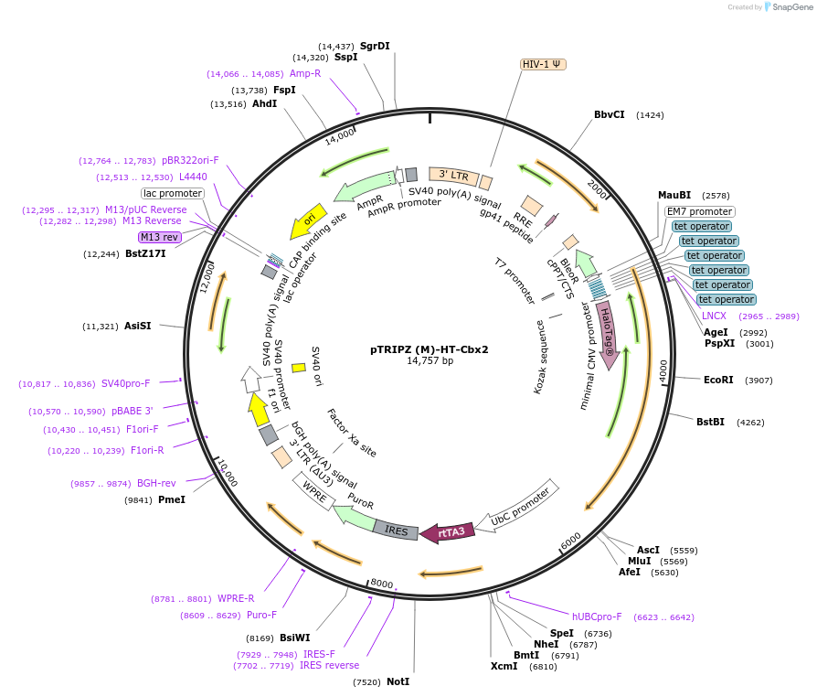 82510-plasmid-map-sequence-id-156621