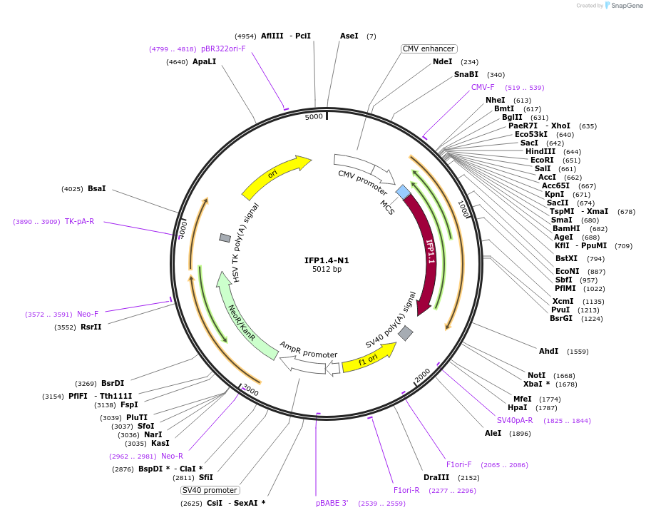54783-plasmid-map-sequence-id-156633