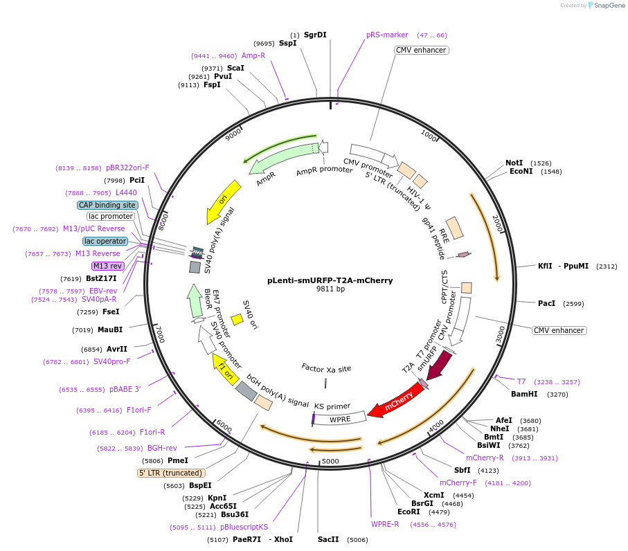 80347-plasmid-map-sequence-id-156648