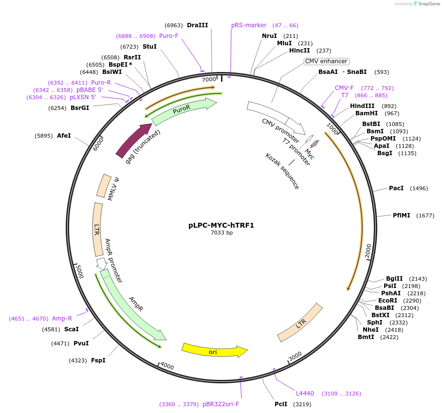 64164-plasmid-map-sequence-id-156757