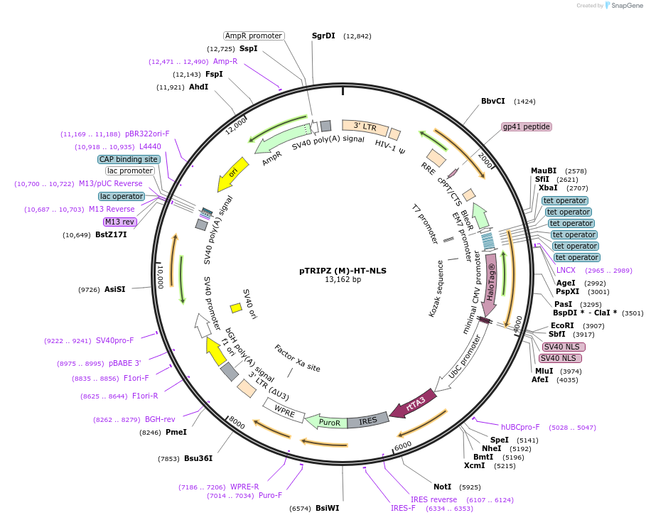 82518-plasmid-map-sequence-id-156794
