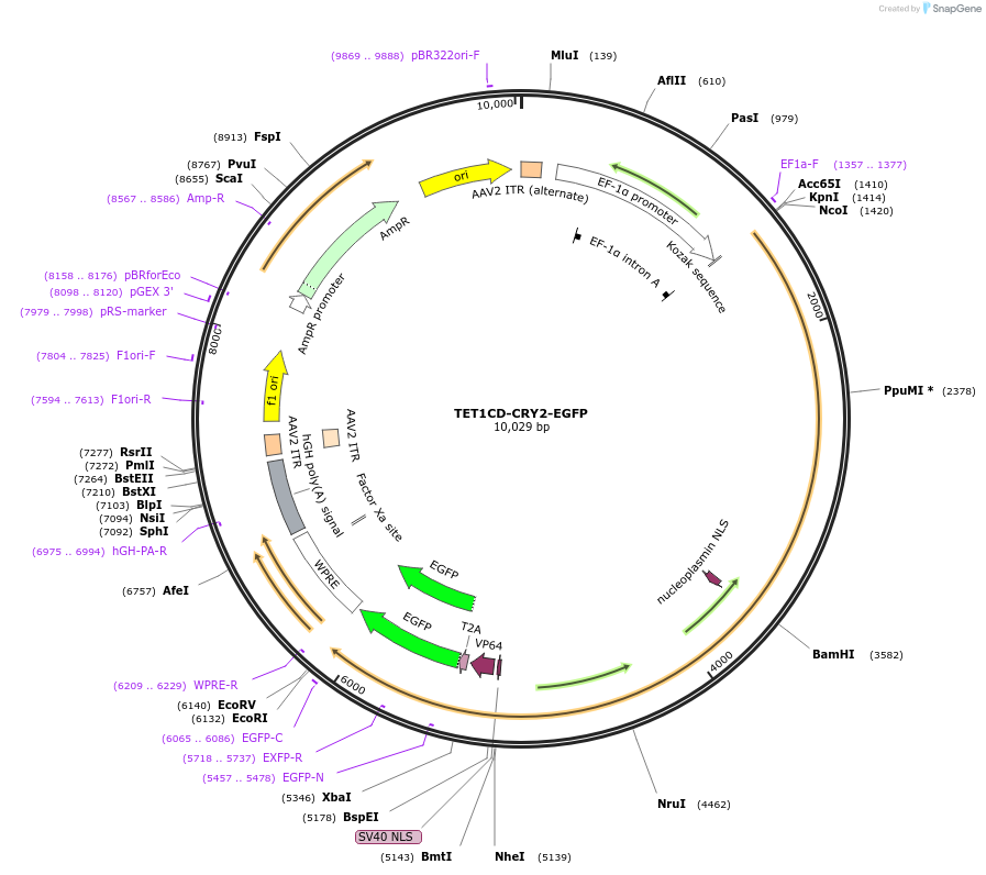 82555-plasmid-map-sequence-id-156874