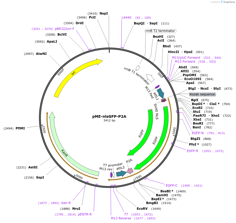 80808-plasmid-map-sequence-id-156875