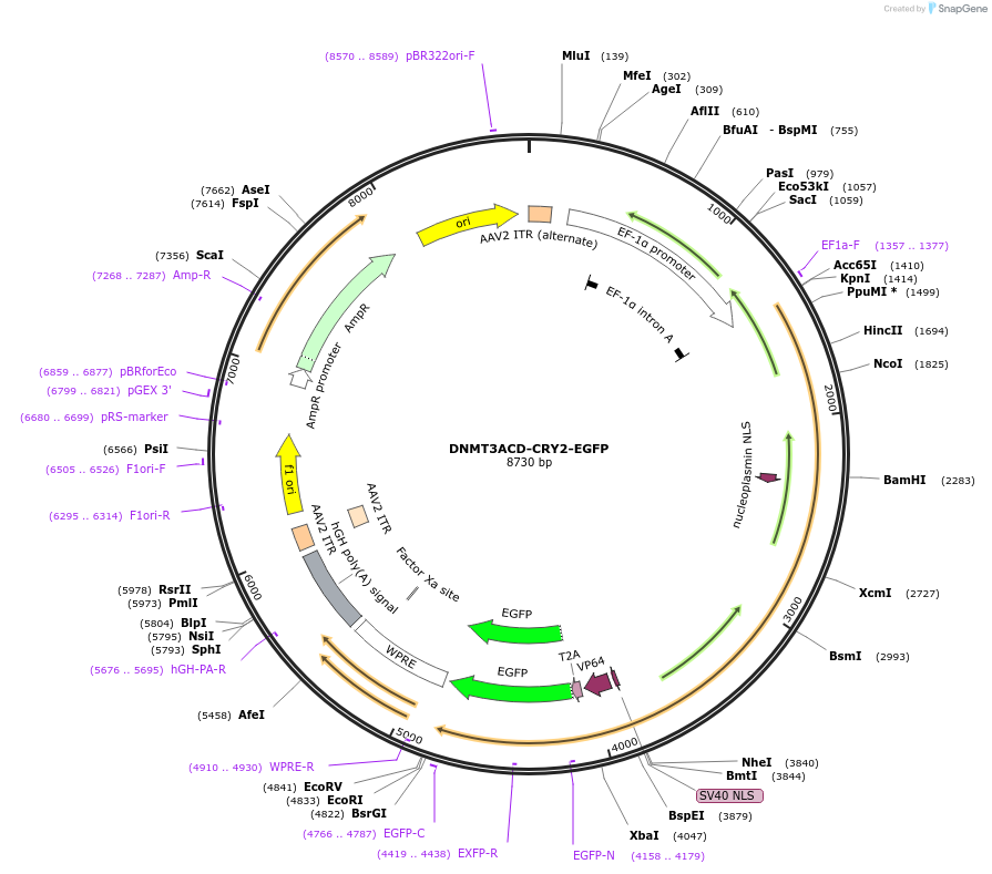 82556-plasmid-map-sequence-id-156883