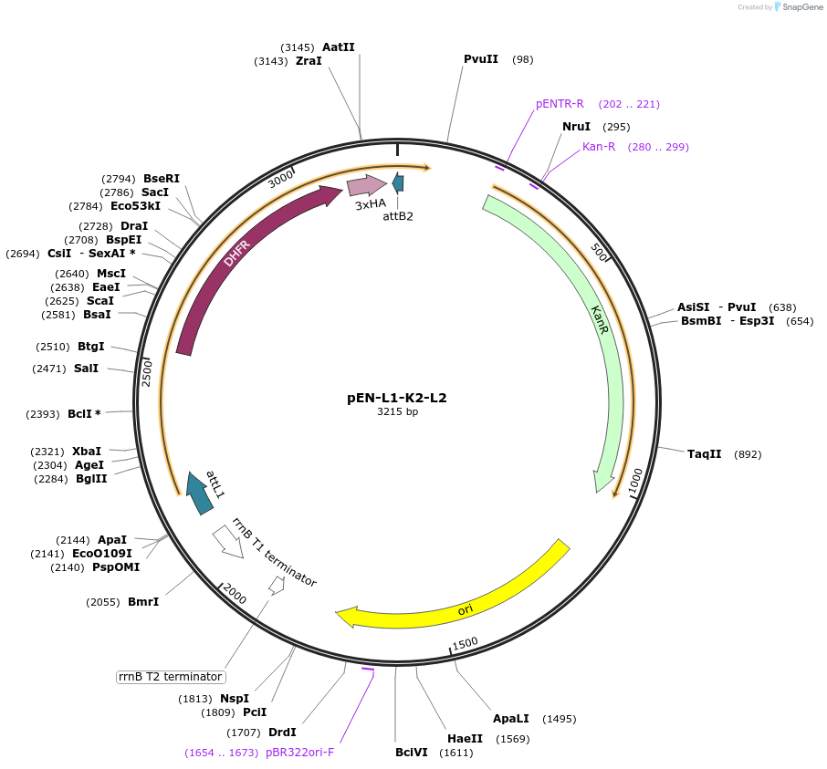 80684-plasmid-map-sequence-id-156925