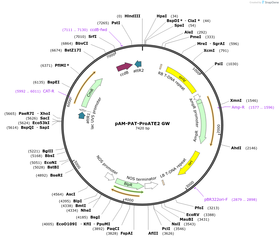 80682-plasmid-map-sequence-id-156936