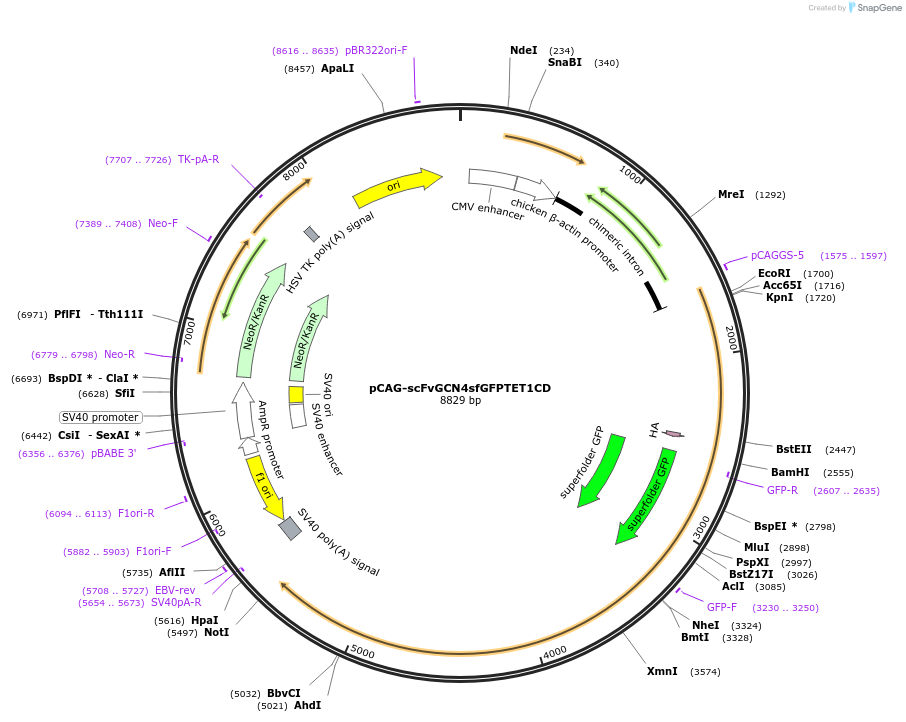 82561-plasmid-map-sequence-id-156965
