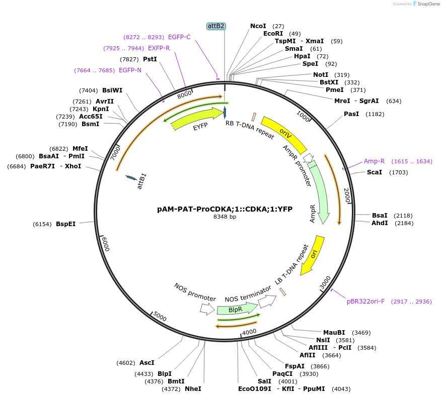 80685-plasmid-map-sequence-id-156979