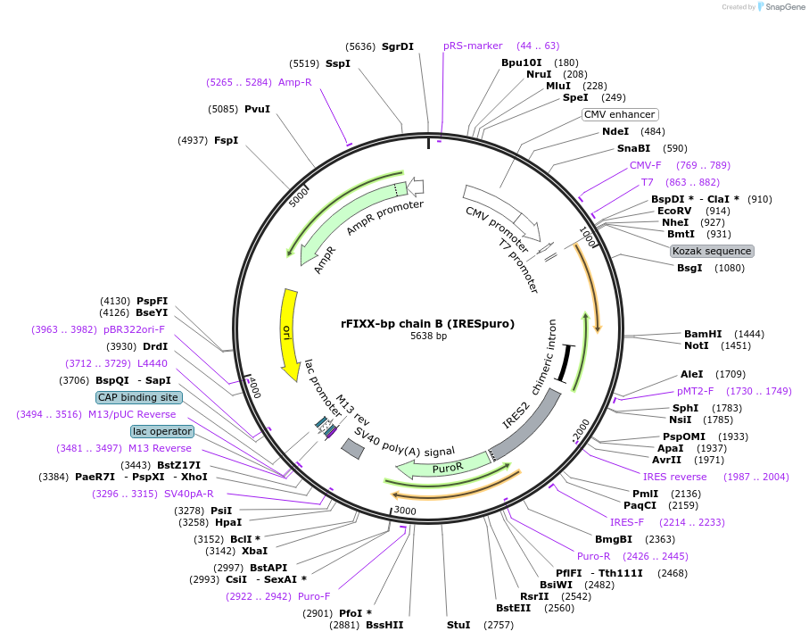 82451-plasmid-map-sequence-id-156993