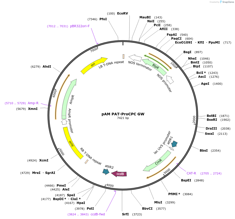 79757-plasmid-map-sequence-id-156999