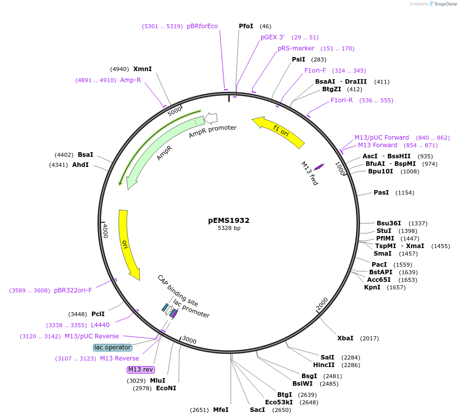 79781-plasmid-map-sequence-id-157001