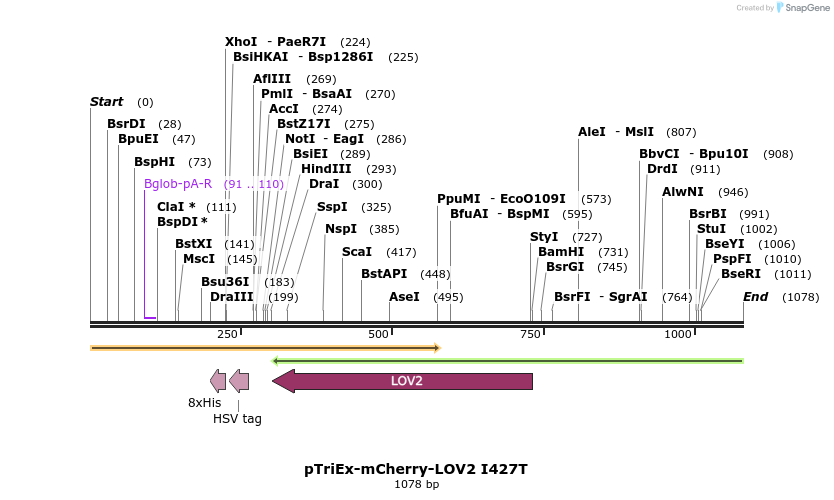 157031_map