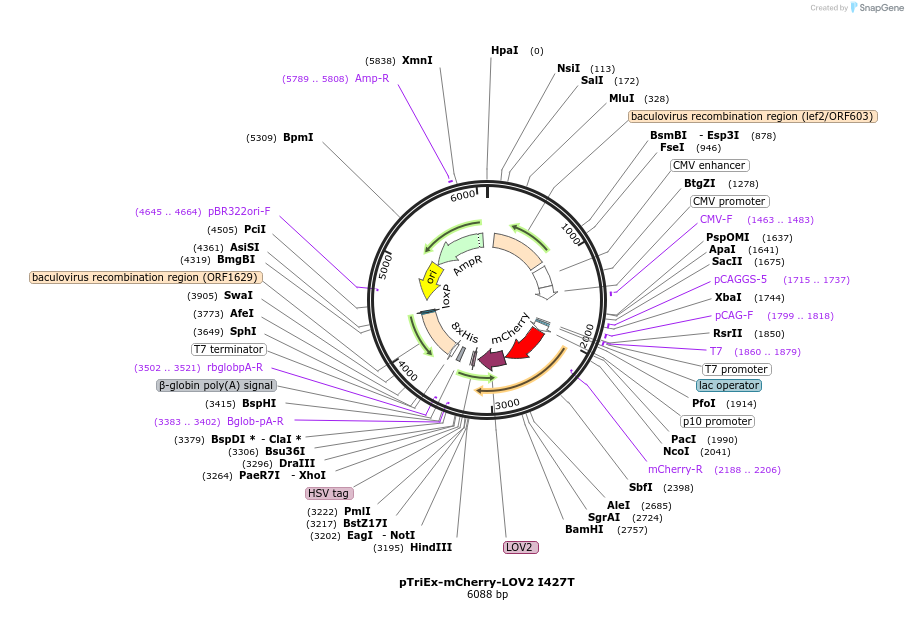 157032_map