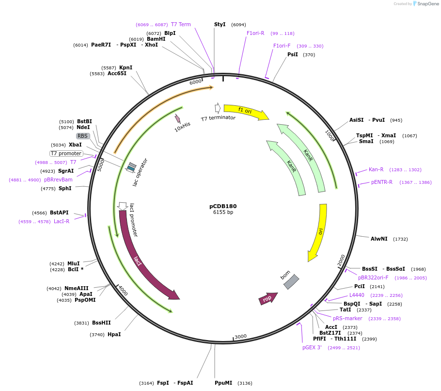 80677-plasmid-map-sequence-id-157034