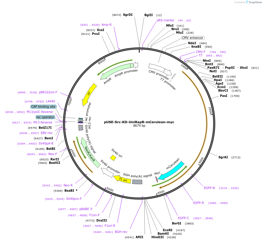 45382-plasmid-map-sequence-id-157038