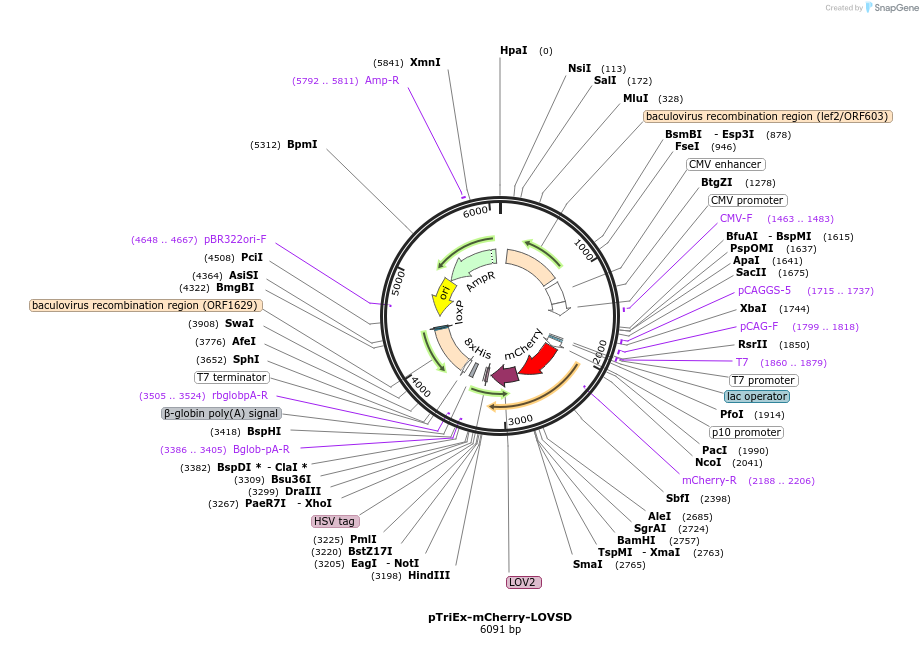 81033-plasmid-map-sequence-id-157040