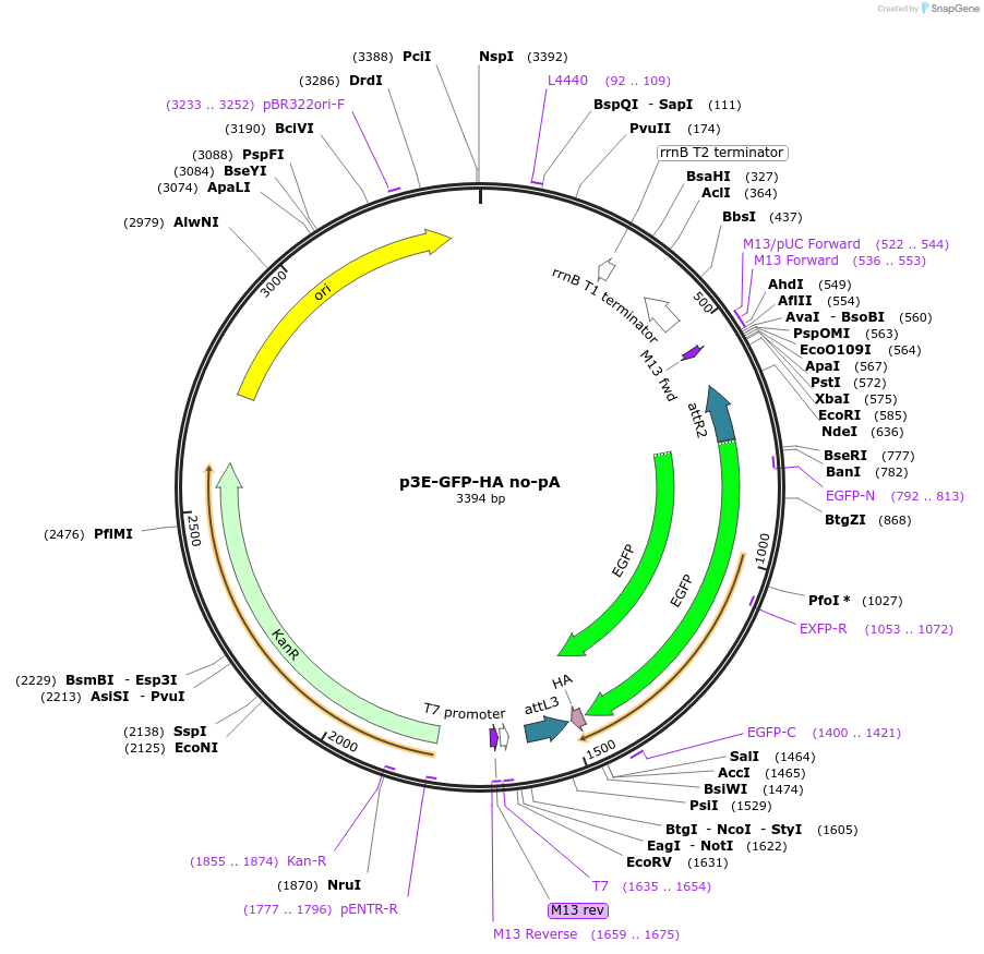 82589-plasmid-map-sequence-id-157090