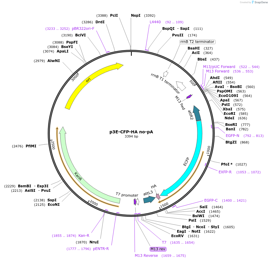 82591-plasmid-map-sequence-id-157092